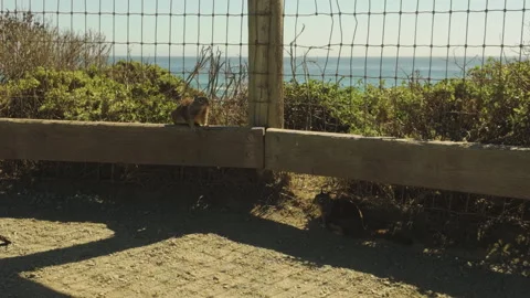 Two Cute Squirrels Resting In Front Of The Ocean On Thew Ground Vídeo Stock 345762917