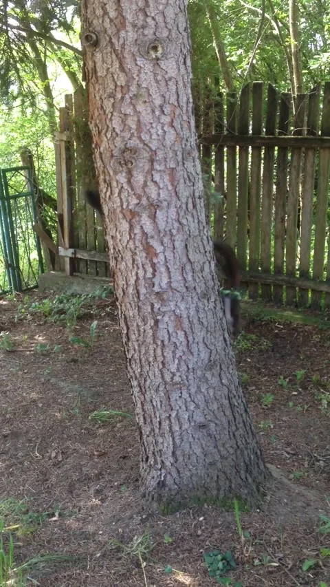 Two cute squirrels on the tree Stock Footage 221494016