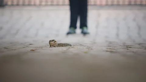 Two Cute Striped Ground Squirrels Facing Each Other on Pavement, Small Chipmunks Stock Footage 327823796
