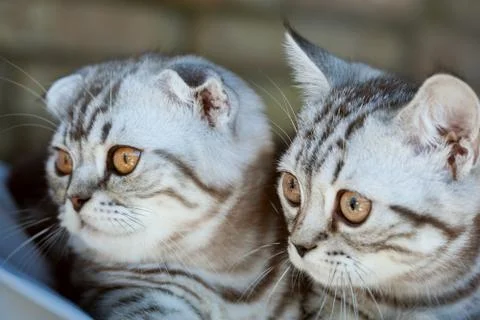 Two cute striped kittens. Stock Photos