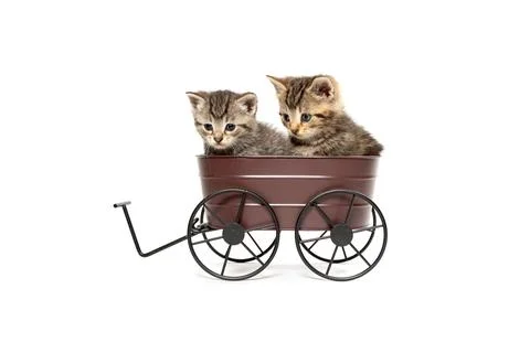 Two cute tabby kittens sitting in decorative wagon Stock Photos