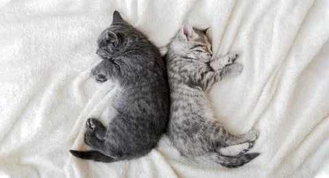 Two cute tabby kittens sleeping on white soft blanket in yin yang shape. Cats Stock Photos