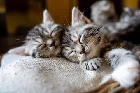 Two Cute Tabby Kittens Sleeping Peacefully Side-by-Side Stock Photos