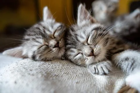 Two Cute Tabby Kittens Sleeping Peacefully Side-by-Side Stock Photos