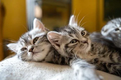 Two Cute Tabby Kittens Snuggling Close Together Stock Photos