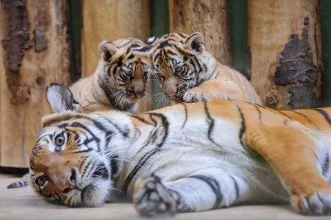 Two cute tiger cubs on lying mother 库存照片