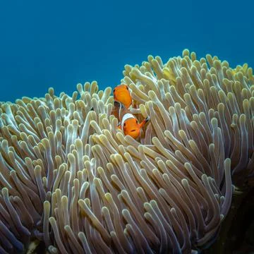 Two cute tiny clownfish peek out of a yellow anemone against the backdrop of Stock Photos