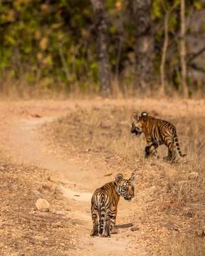 Two cute tiny little small wild bengal tiger panthera tigris cubs bandhavgarh Stock Photos