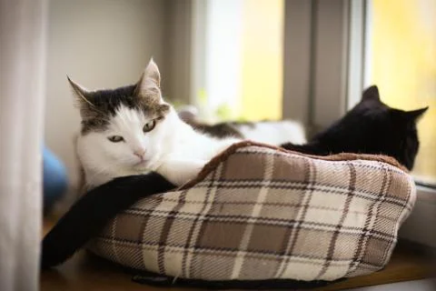 Two cute tom mail cat couple sleeping close up photo Stock Photos