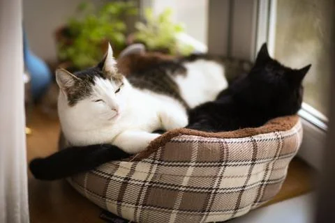 Two cute tom mail cat couple sleeping close up photo Stock Photos