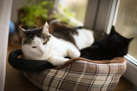 Two cute tom mail cat couple sleeping close up photo Stock Photos