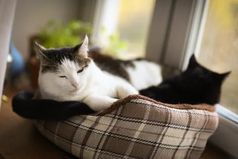 Two cute tom mail cat couple sleeping close up photo Stock Photos
