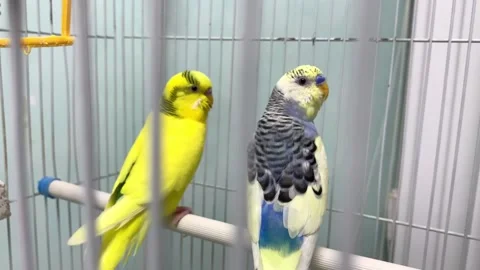 Two cute wavy parrots are sitting on a perch. Budgerigar. Full HD Stock Footage 221440229