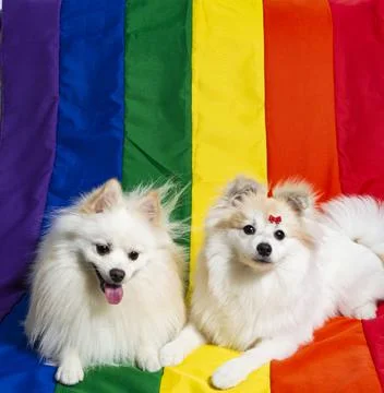 Two cute white  German Spitz Pomeranian with a rainbow flag gay pride 写真素材
