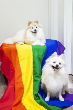 Two cute white  German Spitz Pomeranian with a rainbow flag gay pride Stock Photos