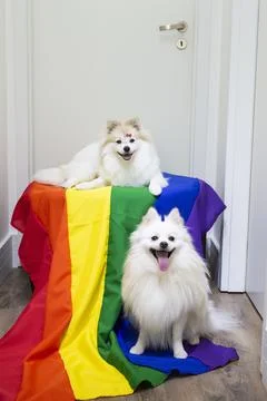 Two cute white  German Spitz Pomeranian with a rainbow flag gay pride Foto stock