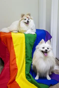 Two cute white  German Spitz Pomeranian with a rainbow flag gay pride Foto stock