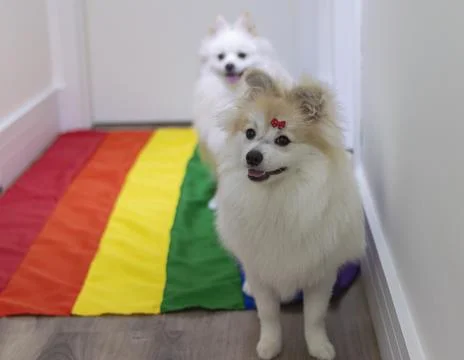 Two cute white  German Spitz Pomeranian with a rainbow flag gay pride Stock Photos