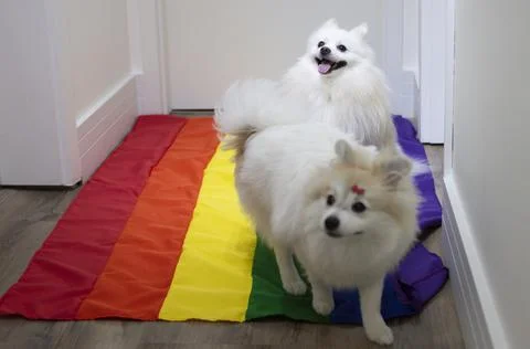 Two cute white  German Spitz Pomeranian with a rainbow flag gay pride Stock Photos