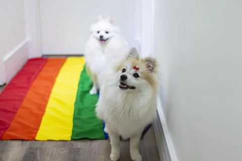 Two cute white  German Spitz Pomeranian with a rainbow flag gay pride Stock Photos