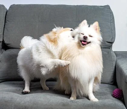 Two cute white German Spitz Pomeranian playing on couch. Foto stock