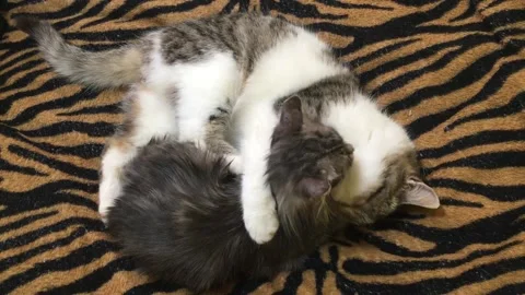 Two Cute White &amp; Gray Cats Hug &amp; lick each other lying on a tiger background Stock Footage 168014012