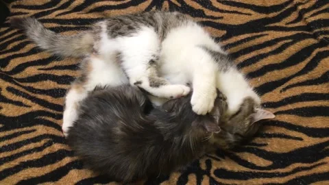 Two Cute White &amp; Gray Cats Hug &amp; lick each other lying on a tiger background 3 Stock Footage 168014017