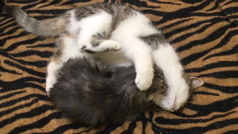 Two Cute White &amp; Gray Cats Hug &amp; lick each other lying on a tiger background 2 Stock Footage 168014018
