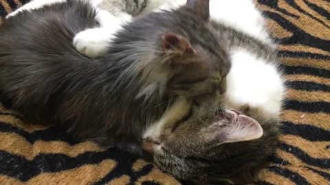 Two Cute White &amp; Gray Cats Hug &amp; lick each other lying on a tiger background 6 Stock Footage 168014033