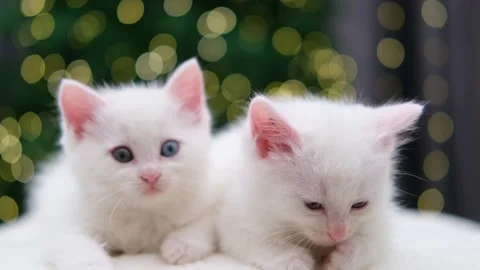 Two cute white kittens on a Christmas background with bokeh 動画素材 294870323