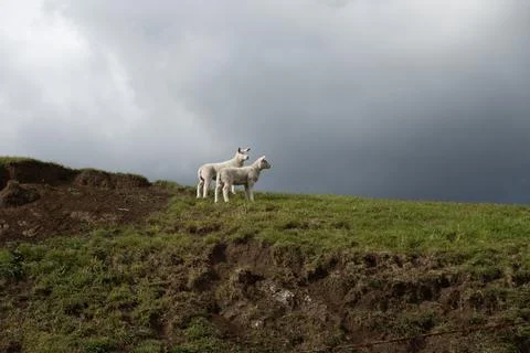 Two cute white lambs standing together on a green grassy hill under a drama.. Stockfoto's