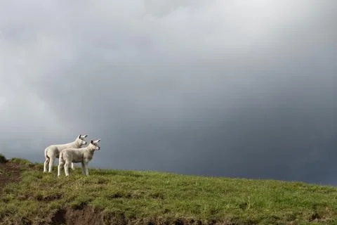 Two cute white lambs standing on top of a green hill under a dramatic storm.. Stock Photos