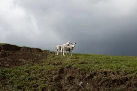 Two cute white lambs standing on top of a green hill under a dramatic storm.. Stock Photos