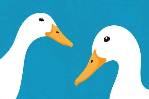 Two cute white peeking ducks looking at camera. Curious duck faces close up Stock Illustration