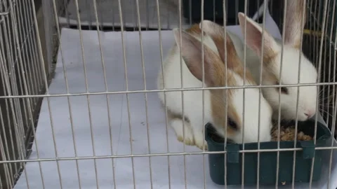 Two  cute white rabbits in cage  eating food for sale 스톡 동영상 140519582