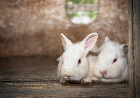 Two cute white rabbits lying together Stock Photos