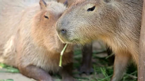Two cute wild capybaras eating grass together Stock Footage 345944696