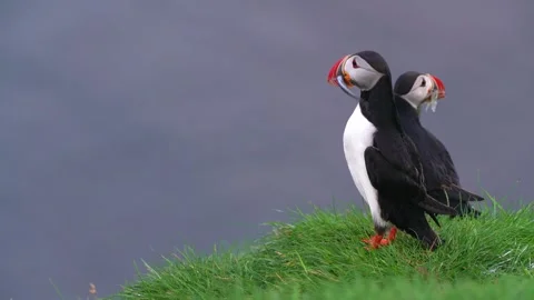 Two Cute Wild Puffins On Grass Cliff Edge with Fish Hanging in Mouth Stock Footage 256716126