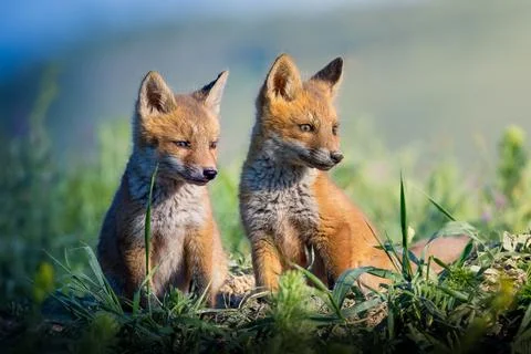 Two cute wild red fox cubs in nature Stock Photos