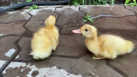 Two cute yellow ducklings are drinking water from a hose in the yard in the Stock Footage 242084723