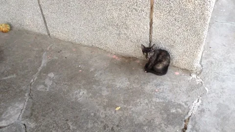 Two cute young cats, one white and the other black Stock Footage 134129364