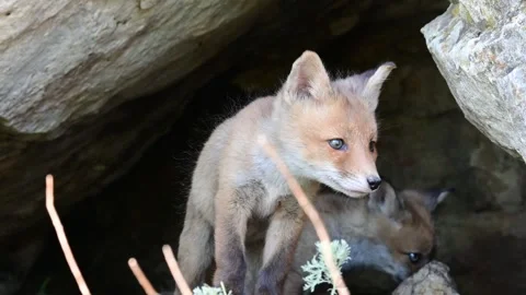 Two Cute young fox cub near the burrow. Vulpes vulpes Stock Footage 318554444