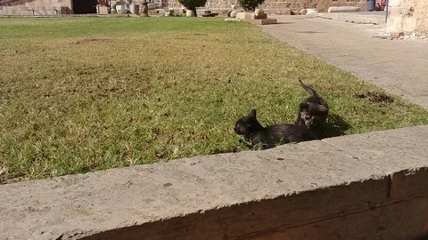 Two cute young kittens play outdoors in the street | 4k UHD Video stock 83352455