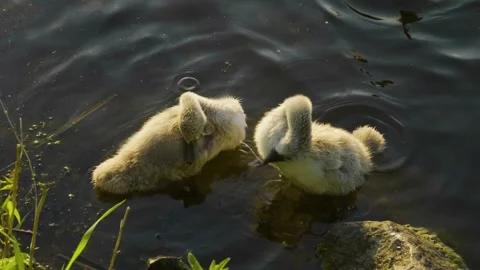 Two cute young mute swan cygnets swimming in the Ros River, Ukraine, on a sunny Stock Footage 326314495