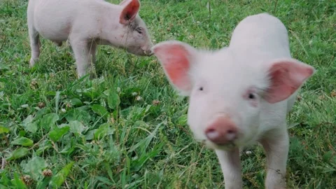 Two cutie and funny young pig  Stock Footage 196925765