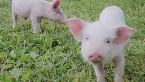 Two cutie and funny young pig is standing on the green grass. Happy piglet on th Stock Footage 196925823