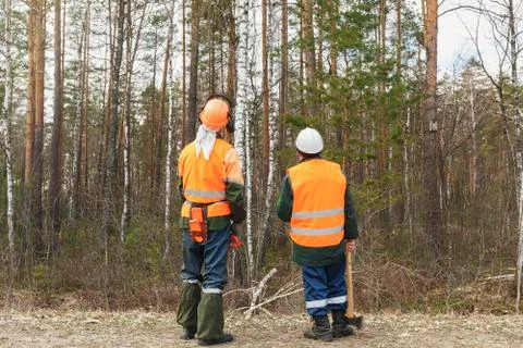 Two cutters of the forest plan  work,  loggers are looking Stock Photos