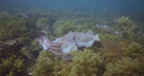 Two Cuttlefish Display On Reef Stock Footage 318058582