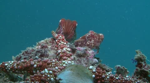 Two Cuttlefish Scene Stock Footage 12255629