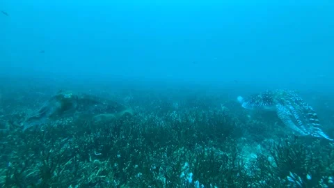 Two Cuttlefish Swims Clip3927 Stock Footage 243465661